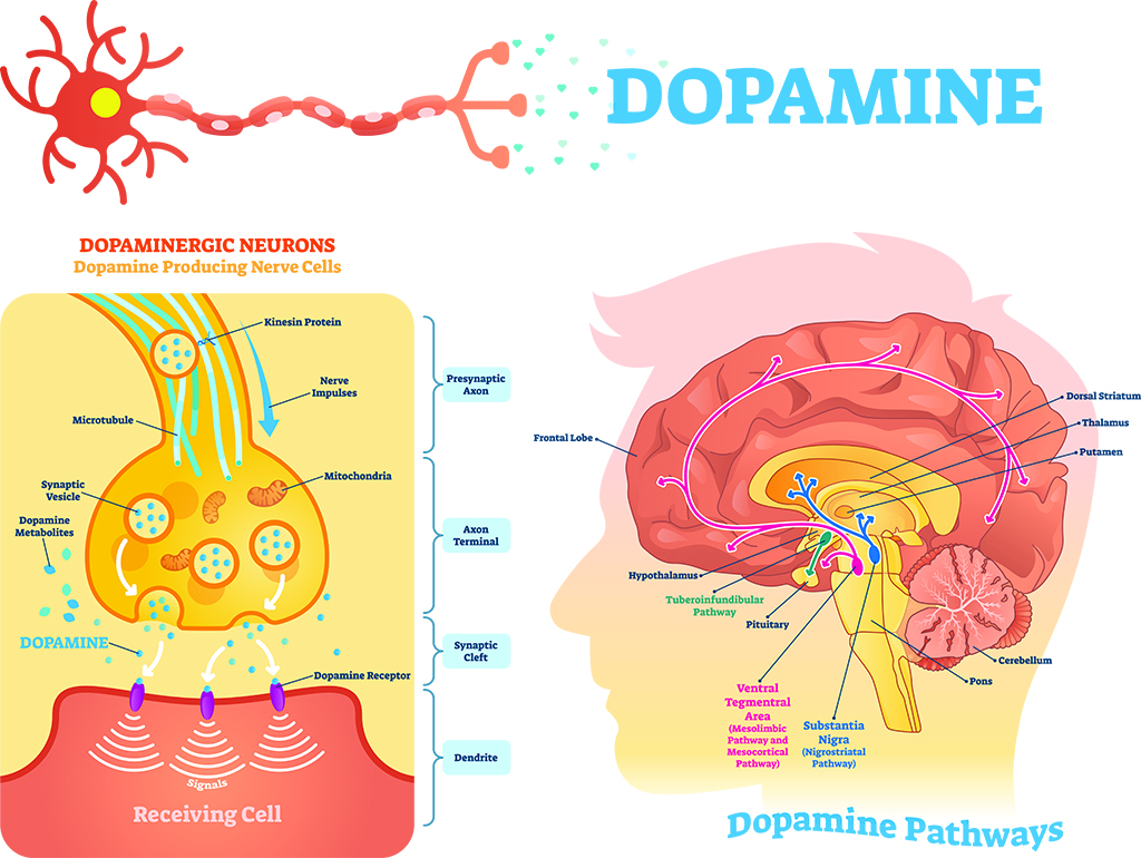 study drugs and the brain