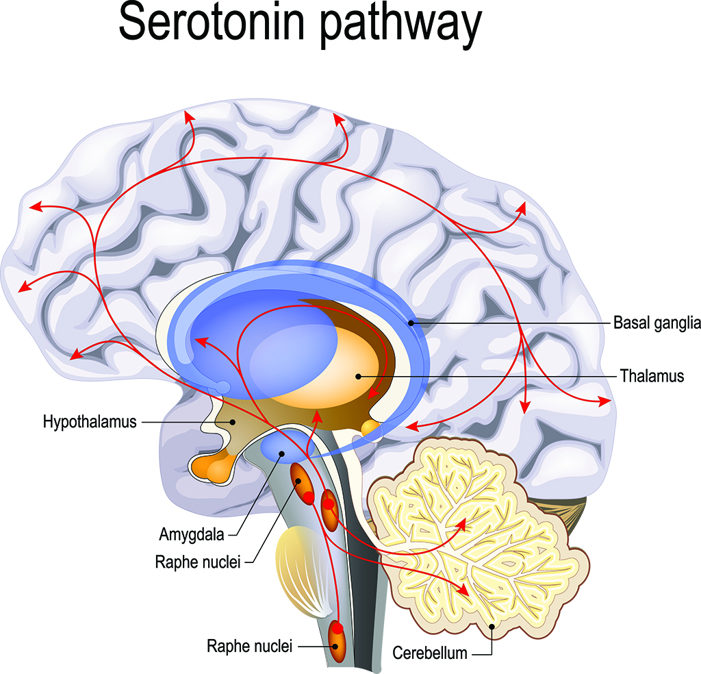 SSRI Infographic