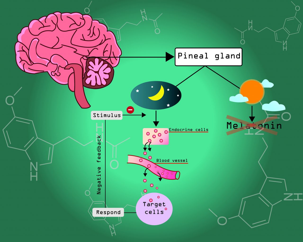 How melatonin works